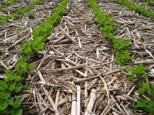 Нинішня зима вкотре переконує в доцільності застосування No-till технології – поради науковців НААН