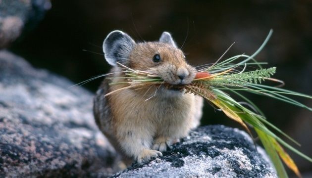 Сніг, морози, гризуни: як ця зима вплине на врожай