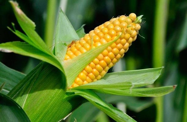 Виробництво кукурудзи в ПАР в 2021 році може вирости на 10%