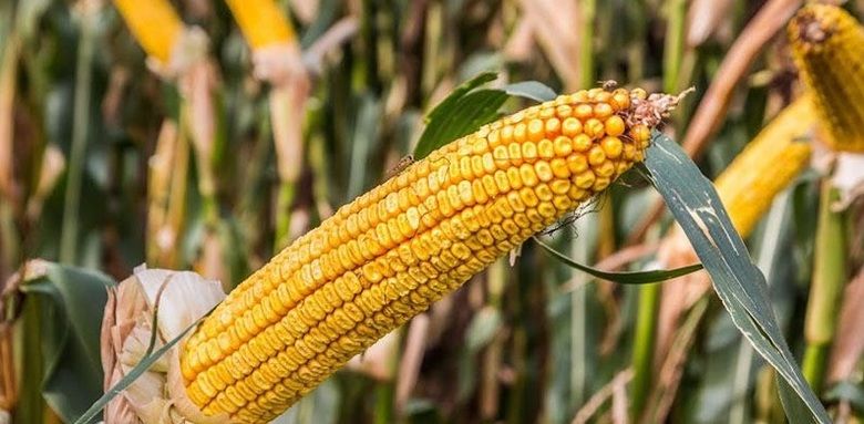У Бразилії можуть зрости площі під кукурудзою