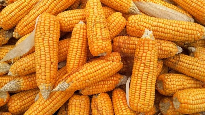 Бразилія в 2021р. отримає рекордний урожай кукурудзи - експерти