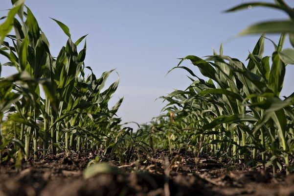 Китай має намір розширити посівні площі під кукурудзою