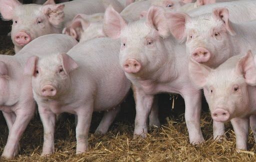 На 10 грн/кг дорожче платять в Укрїані за свиней, ніж в Німеччині - експерт