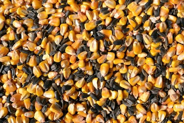 Вітчизняний експорт насіння у 2020 році сягнув рекордної позначки 
