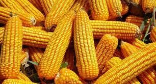 В Аргентині стартувала збиральна кампанія кукурудзи
