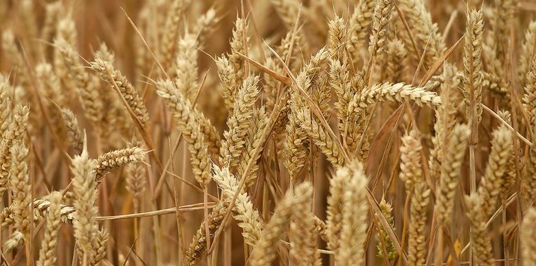 Україна експортувала понад 79% пшениці, передбаченої в Меморандумі
