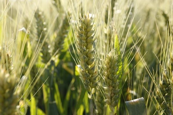 В Євросоюзі озимі пшениця і ячмінь зустрічають весну в гарному стані