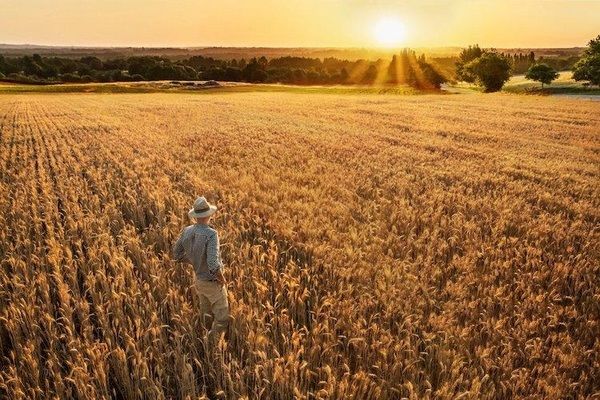 В Україні запустили проєкт IFC щодо кліматично-орієнтованого сільського господарства