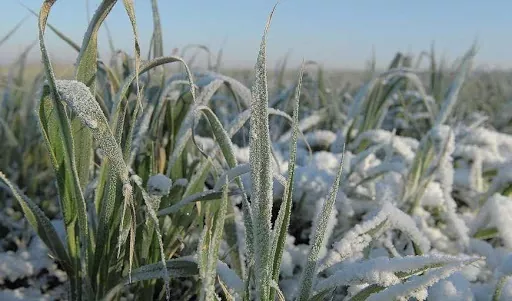Як українські озимі зустріли весну: оцінка стану полів після зими