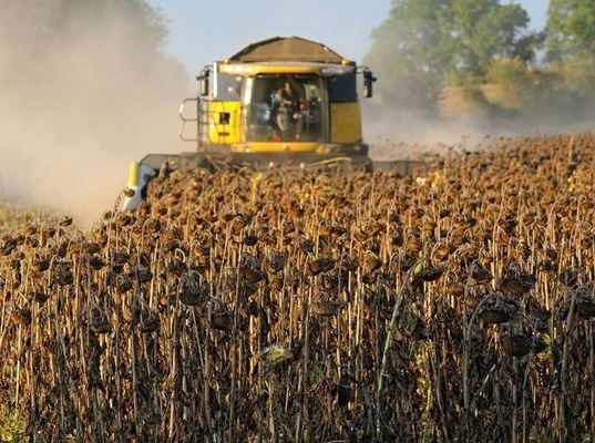 Аргентині залишилося зібрати третину врожаю соняшнику