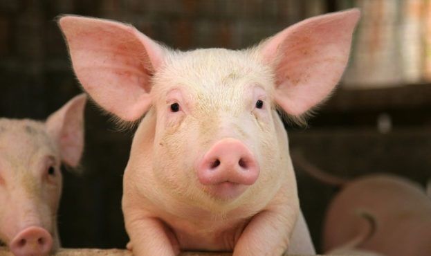 Ціна на живих свиней цього тижня піде на спад