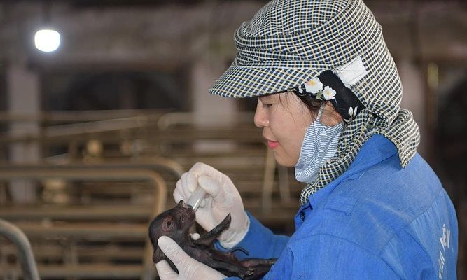 В’єтнам успішно проводить клонування свиней
