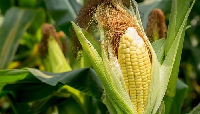 Бразилія: виробництво кукурудзи 2021р. виросте на 5,6%