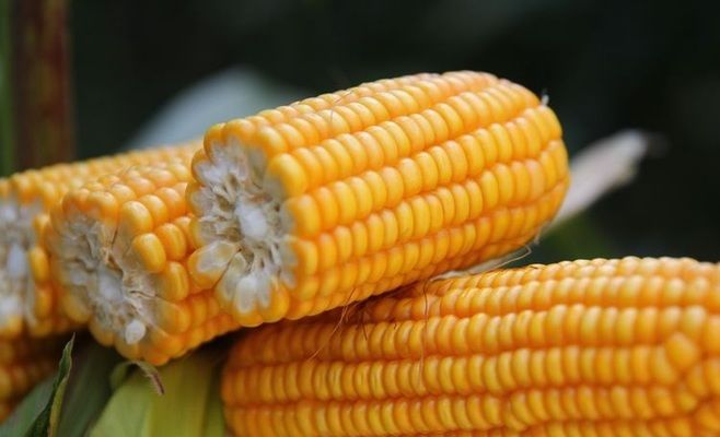 Експерти підвищують прогнози виробництва кукурудзи і сої в США