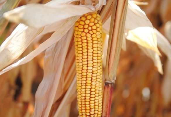 Південна Африка очікує рекордний врожай кукурудзи