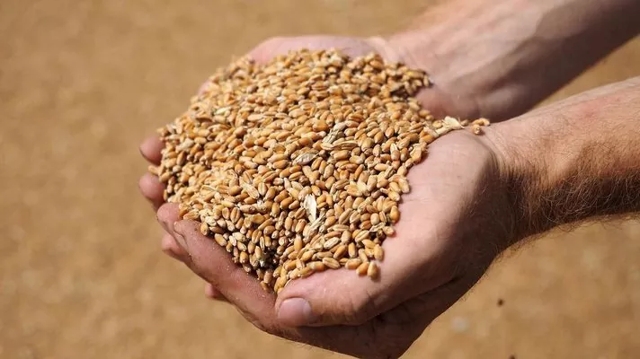 У Мінекономіки представили уточнені баланси попиту та пропозиції зерна на 2020/2021 МР