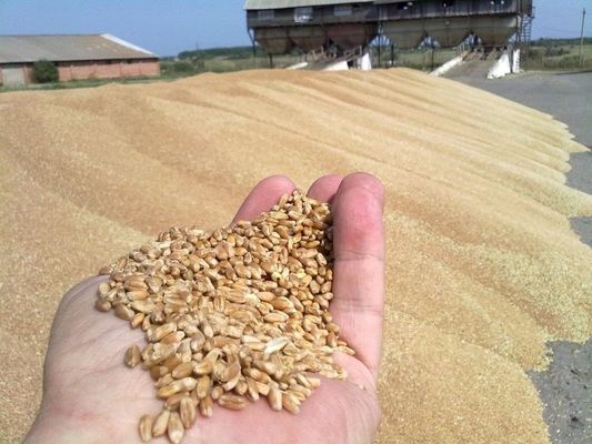 Держпродспоживслужба працюватиме над зменшенням кількості нотифікацій стосовно експортованого зерна