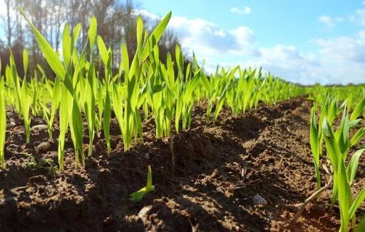 На Півдні почали сіяти ярі зернові культури