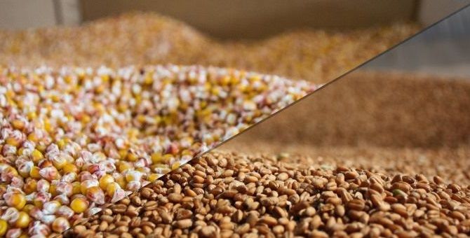 В Ефіопії зростає виробництво пшениці та кукурудзи