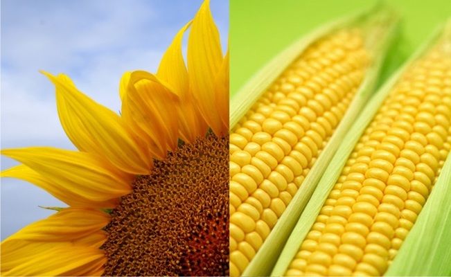 Аграрії на Вінниччині планують збільшити посівні площі під соняшником, але знизити під кукурудзою