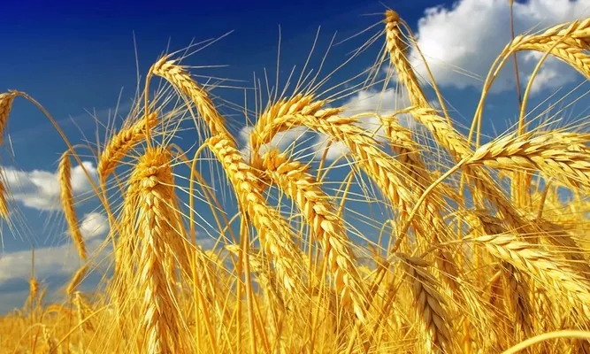 Експортні ціни на пшеницю в Україні знижуються