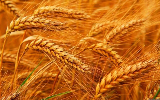 США: стан посівів озимої пшениці по країні поки гірший, ніж в минулому році