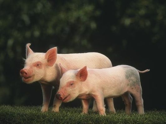 Ринкових причин для зміни закупівельних цін на свиней живою вагою наразі немає