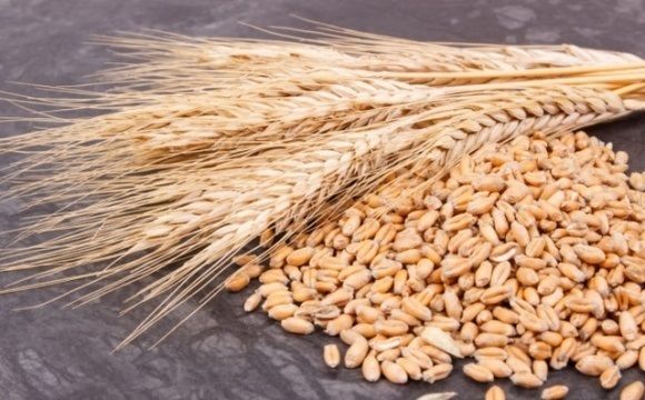 В Україні посіяли перші 300 тис. га ярих зернових та зернобобових культур