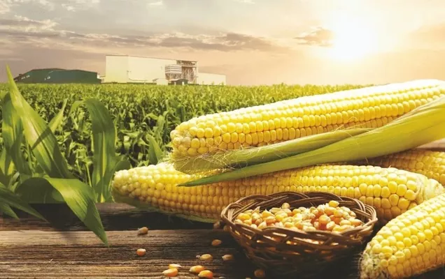 Південна Корея планує скасувати мито на імпорт кукурудзи до кінця року