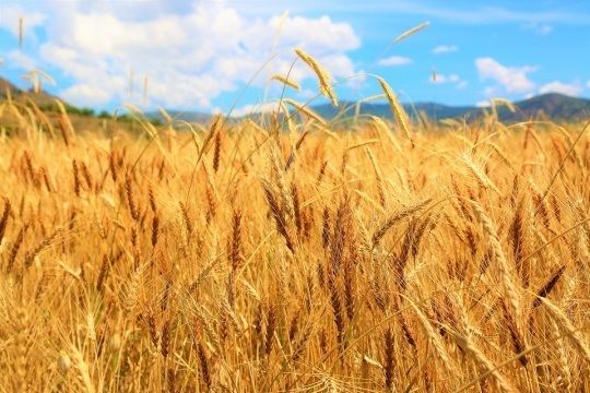 У поточному сезоні ЄС експортувала трохи більше 20 млн тонн пшениці
