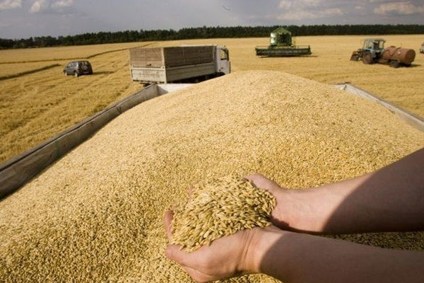 Зернових вже зібрано на площі 1,2 млн га