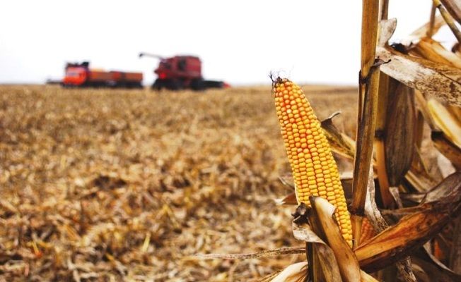 Експорт української кукурудзи в поточному сезоні перевищив 17 млн тонн