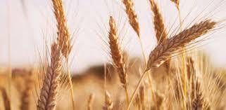 Пшениця США: квітневий звіт USDA допоміг біржам зростати і надалі