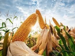 Експорт української кукурудзи зменшується