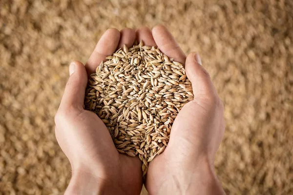 На Одещині очікують рекордний врожай зерна