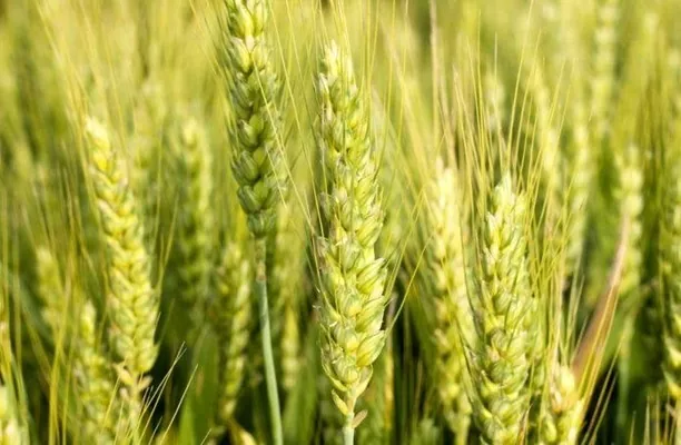 Аналітика цін на зернові та олійні станом на 16 квітня