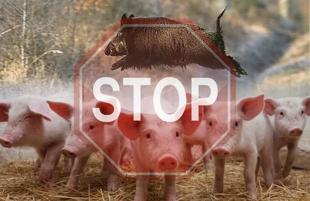 Українці ніколи не знають, яку свинину споживають: заражену чумою чи ні - Дорошенко