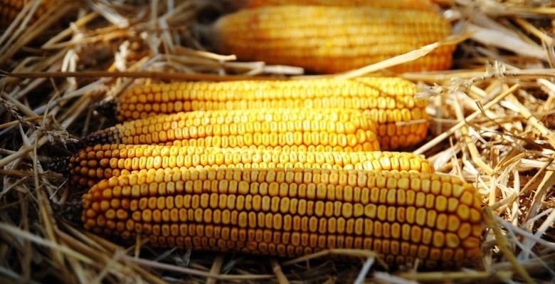 Виробництво кукурудзи в Індонезії збільшується