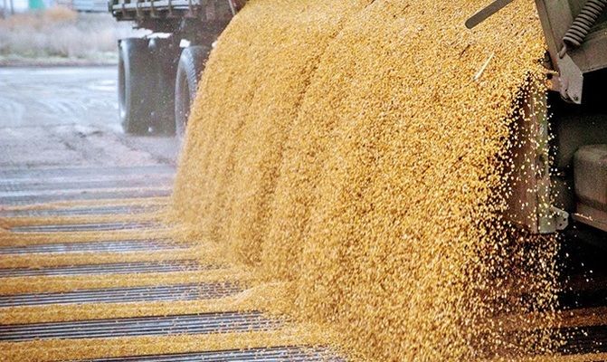Білорусь встановлює тимчасову заборону на вивезення зернових з країни