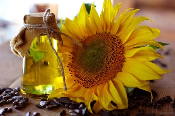 Погоджено граничний обсяг експорту соняшникової олії з України