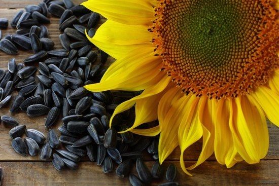 Сorteva Agriscience розширює виробництво насіння соняшнику в Румунії