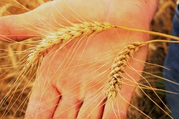 Марокко планує поновити імпортне мито на пшеницю  