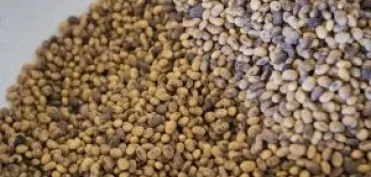 Арника выполнила первый экспортный контракт по органической сое и кукурузе