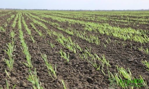 Весняна посівна-2021: на Рівненщині завершують сіяти ранні зернові