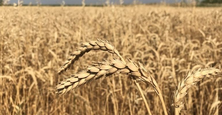 У найближчі 10 років Україна буде посилювати свої позиції на світовому ринку зерна - Магалецька
