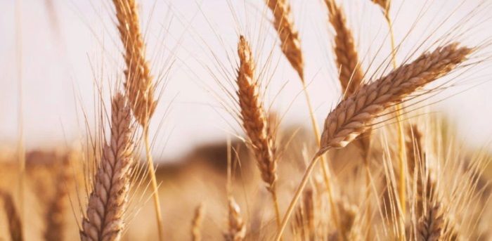 Експорт пшениці з України може бути нижчим від заявленого Меморандумом