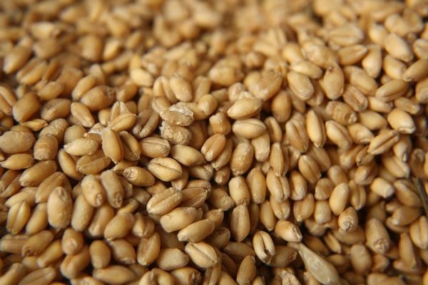 Виробництво зерна в Аргентині зростає