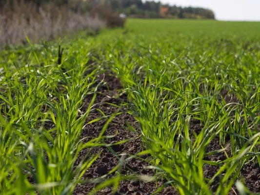 Фітосанітарний стан посівів озимих зернових в Україні не викликає особливого занепокоєння - НААН