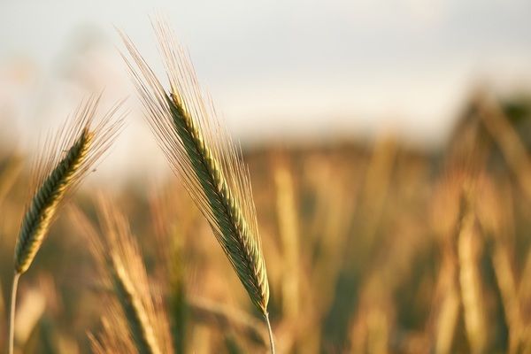 У Білорусі перевиконано план сівби ранніх зернових культур