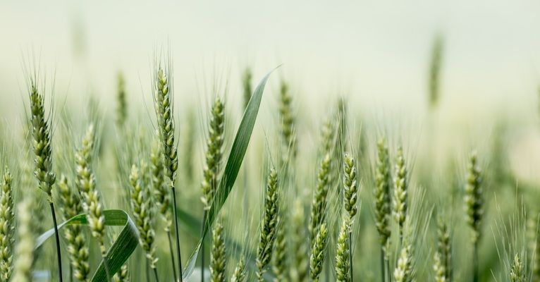 Експерти прогнозують ріст врожаю зернових на прийдешній рік